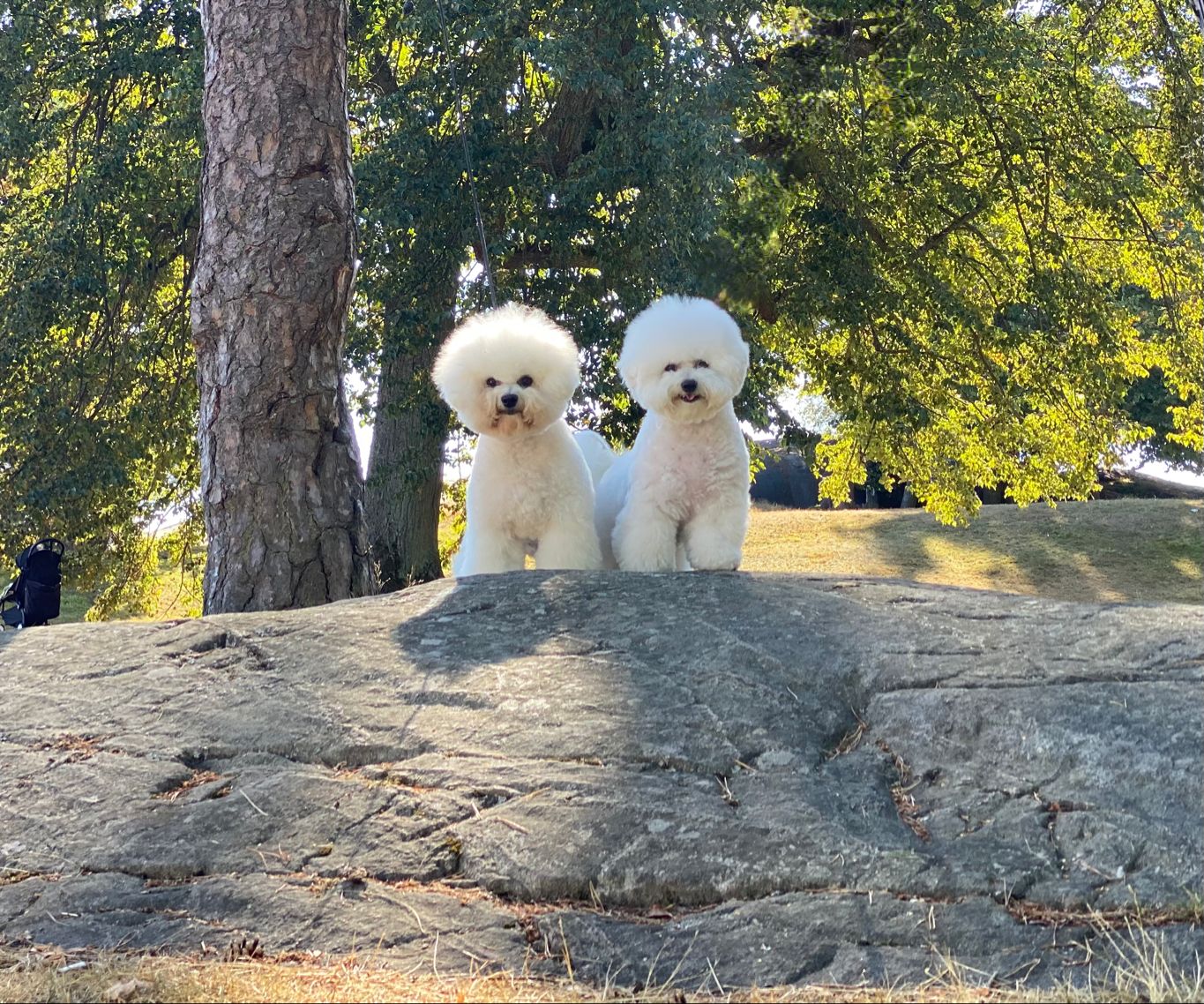 Bichon Frisè erikoisnäyttely 2025 KOUVOLA