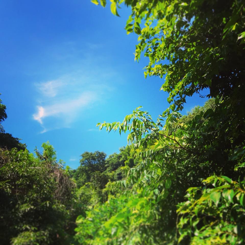 日々響の空。 木々の葉もキラキラ パワー漲る夏、元気な1日を。 - きたかまくら 日々響 hibiki