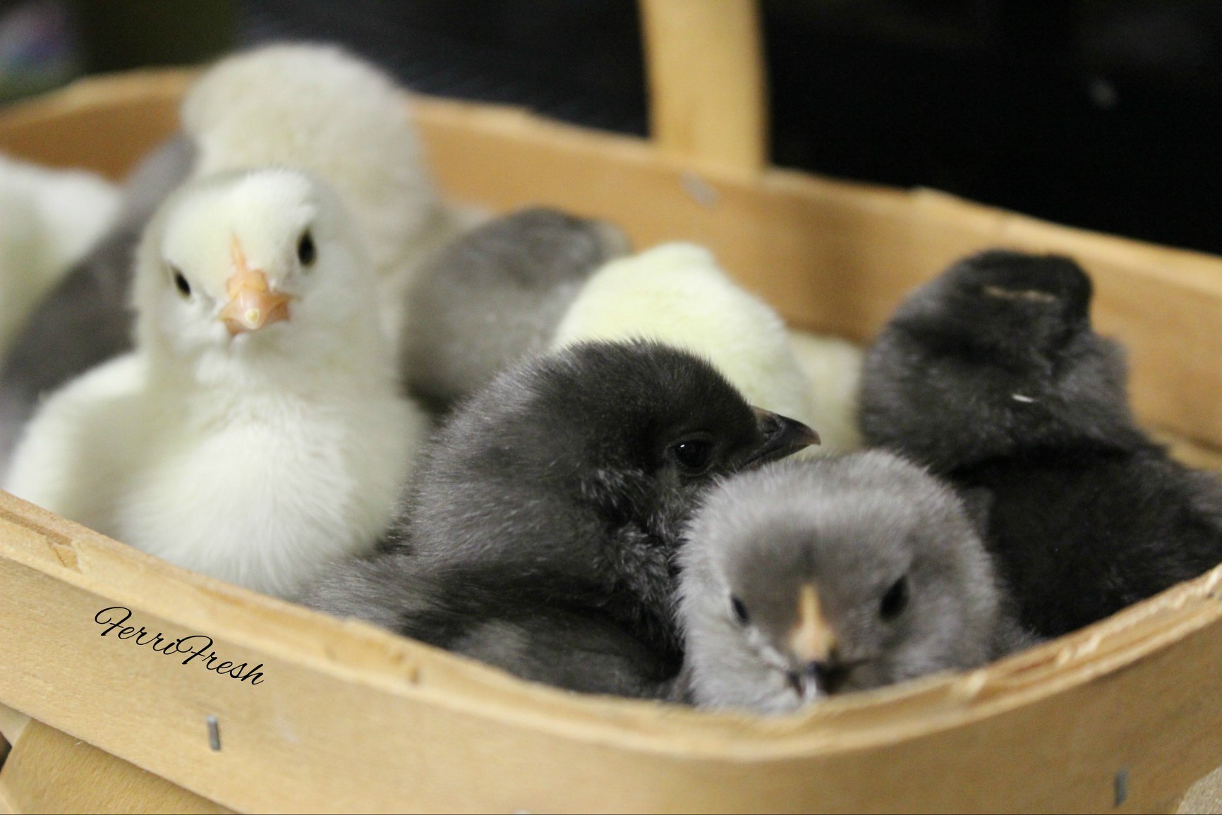 F & M Poultry - 🐥🐥🐥 Empty the brooder sale! Assorted... | Facebook