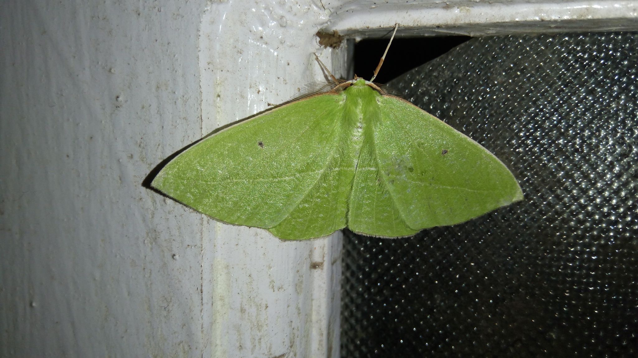Identifying the 'bad-wing' moth species