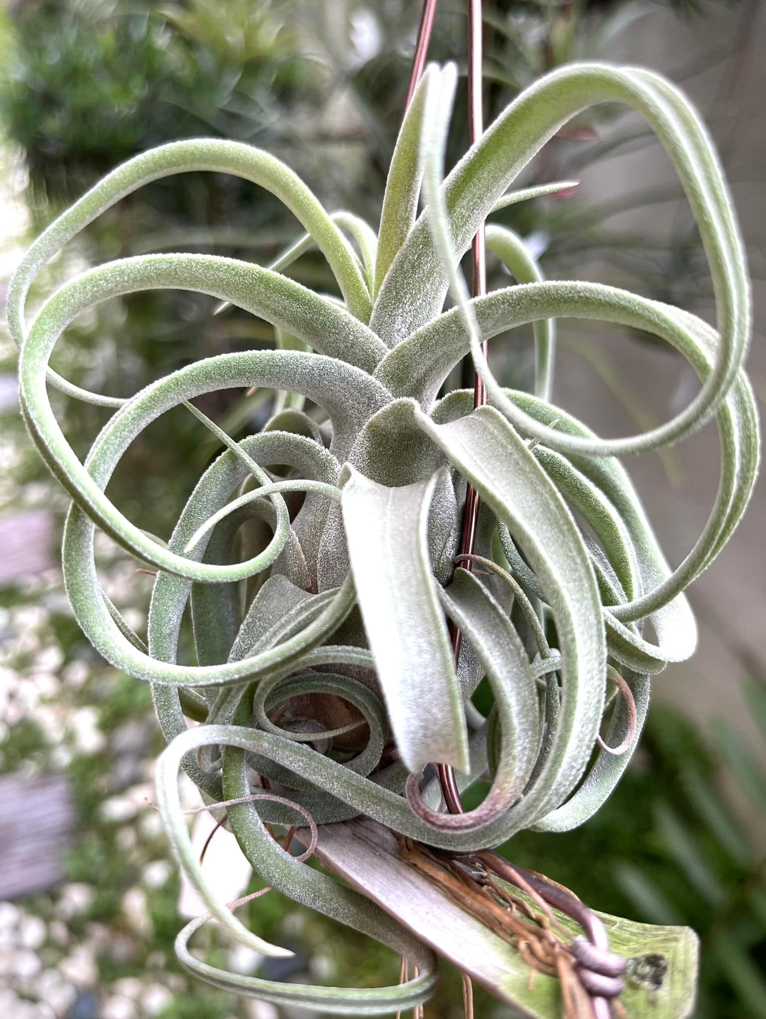チランジア streptophylla Guatemela x DDD streptophylla Guatemela x DDD