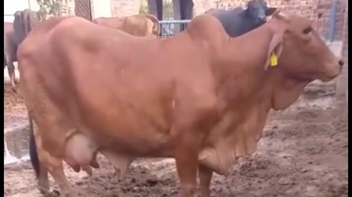 Pakistan Neeli Buffalo & Sahiwal Cow