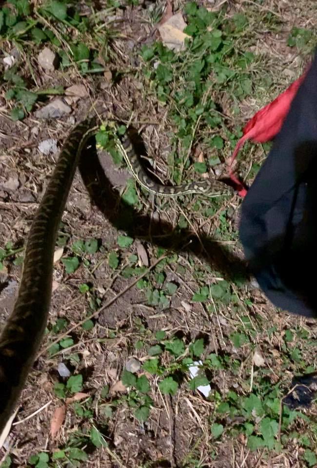 Northern Rivers Snake Catcher