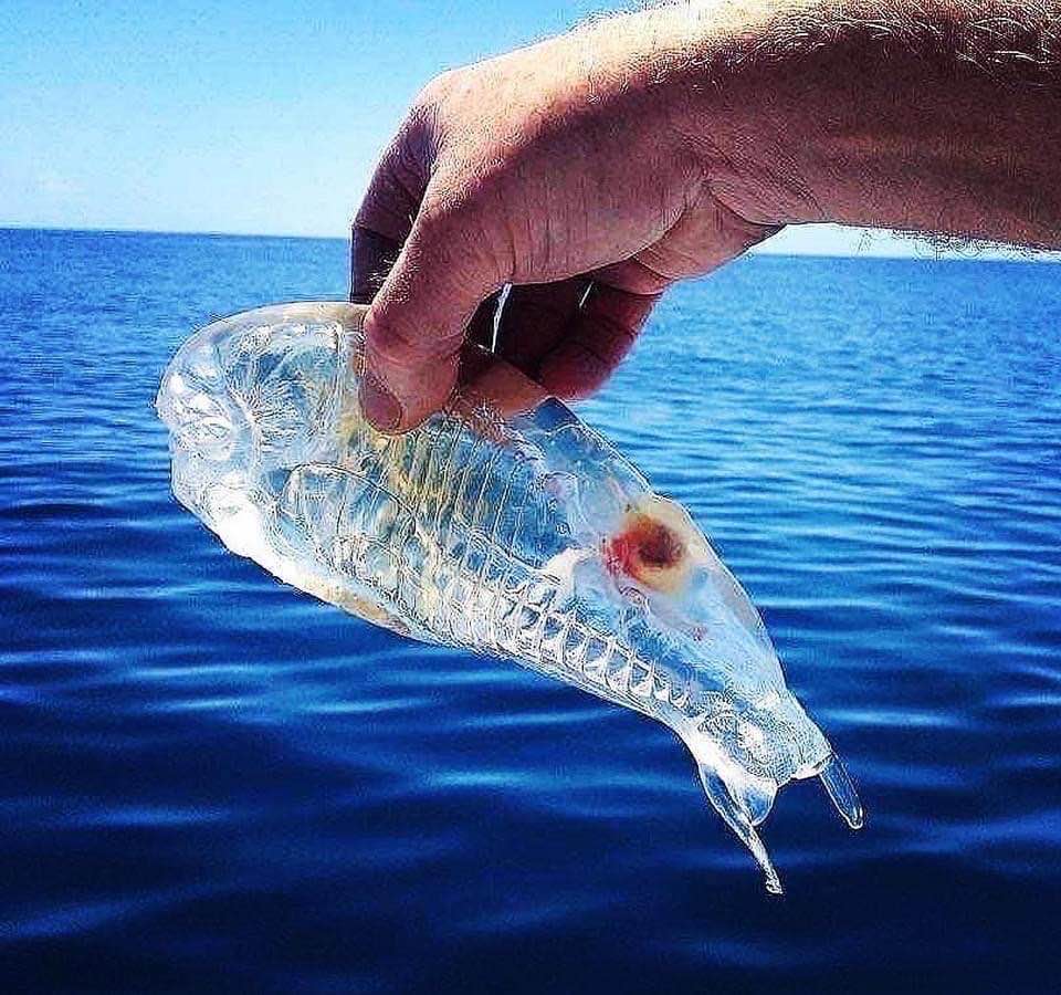 Delicate transparent fish