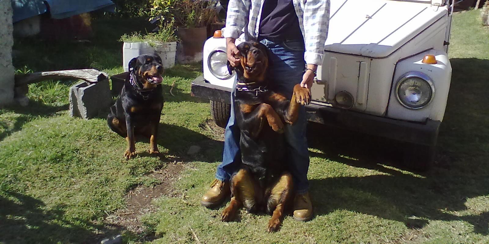 ROTTWEILER EN MEXICO