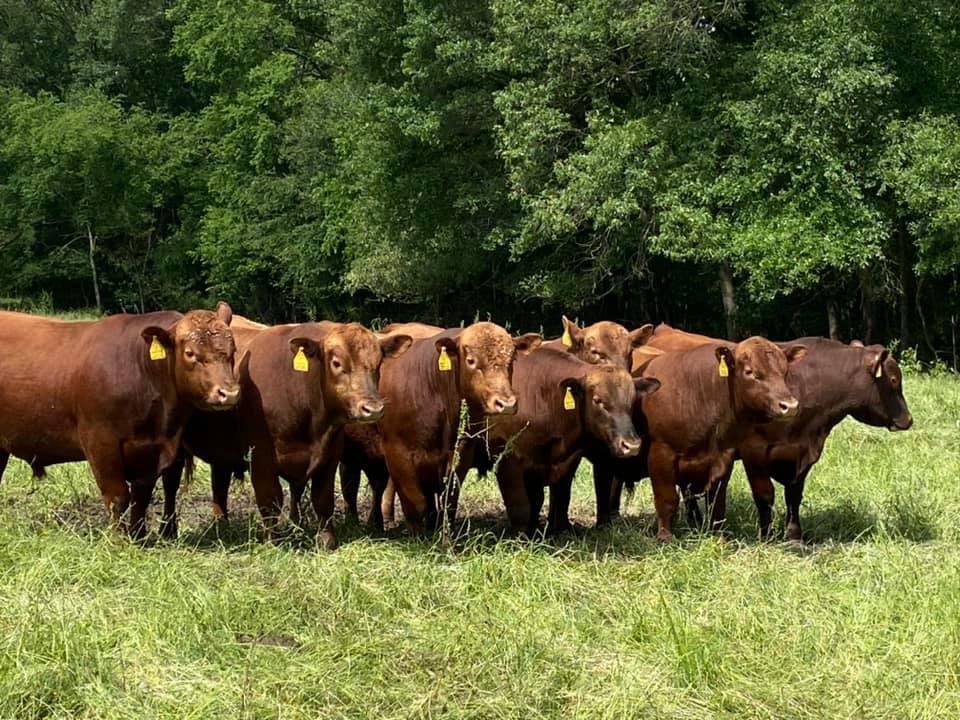 3B-Bar Red Angus Ranch | Saltillo TX