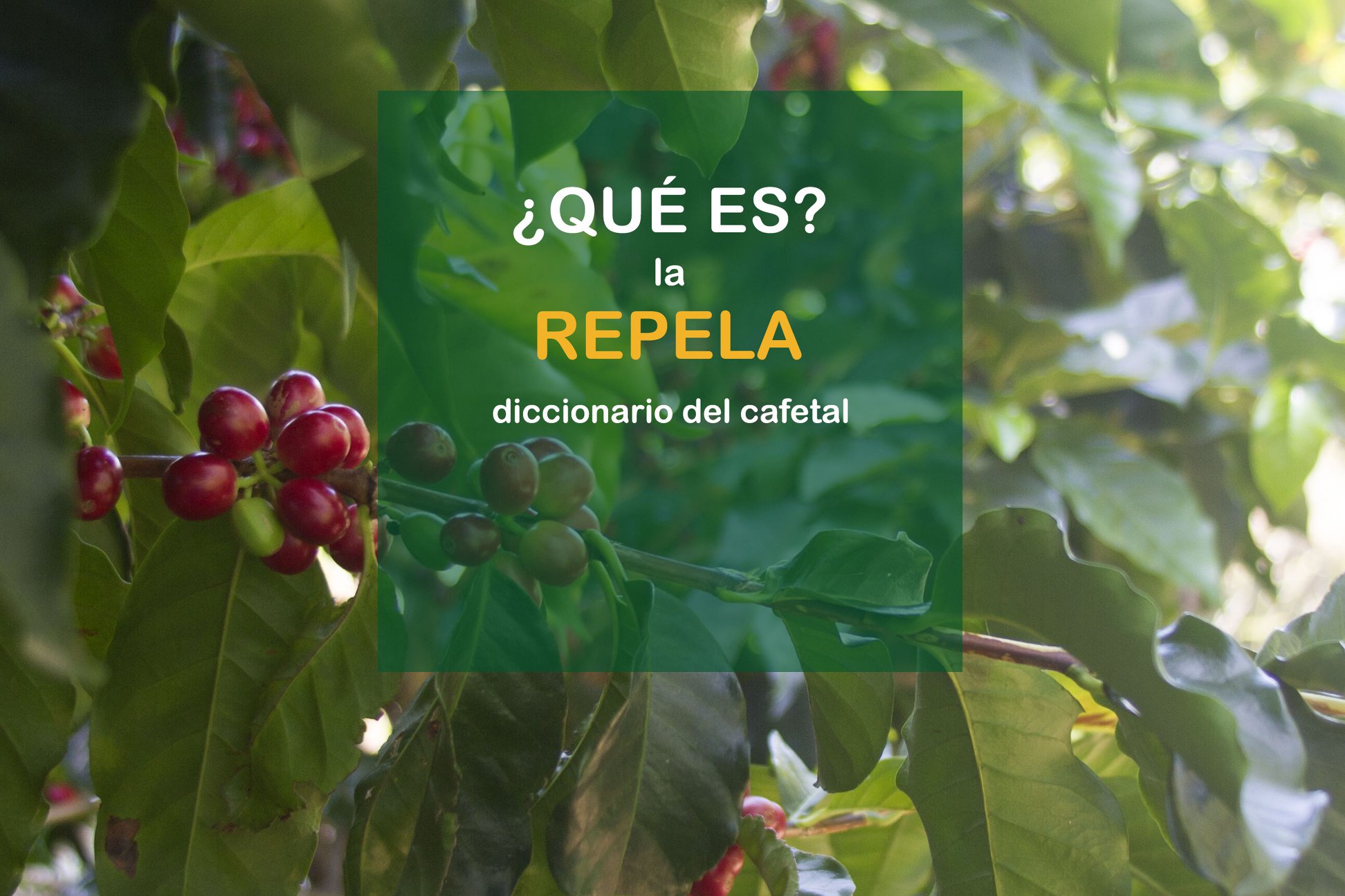 La cosecha tiene distintas etapas que... - Coopronaranjo R.L.