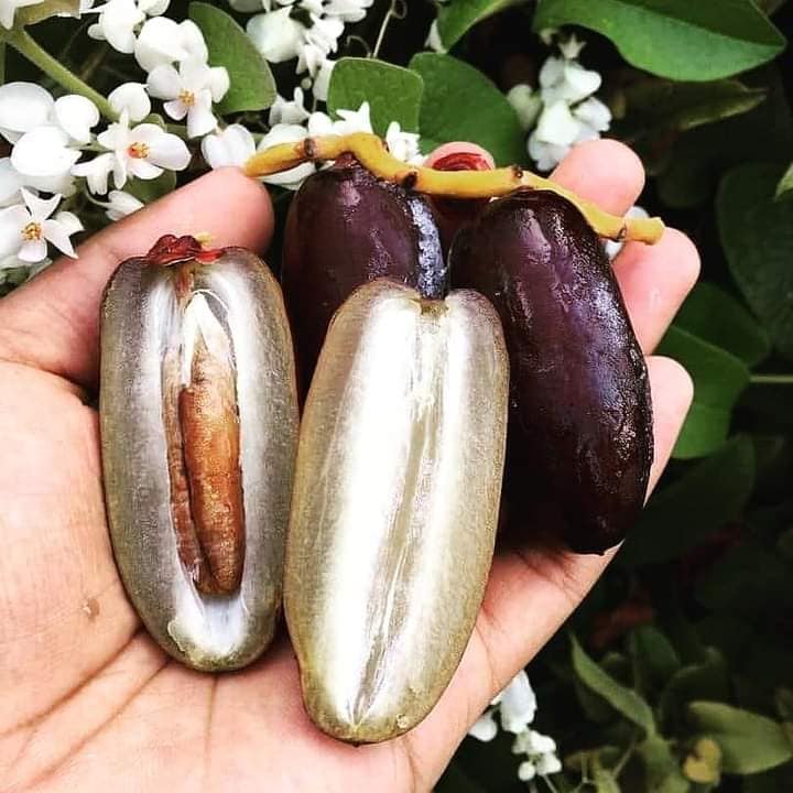 Kurma Sejuk rutob viral - Home