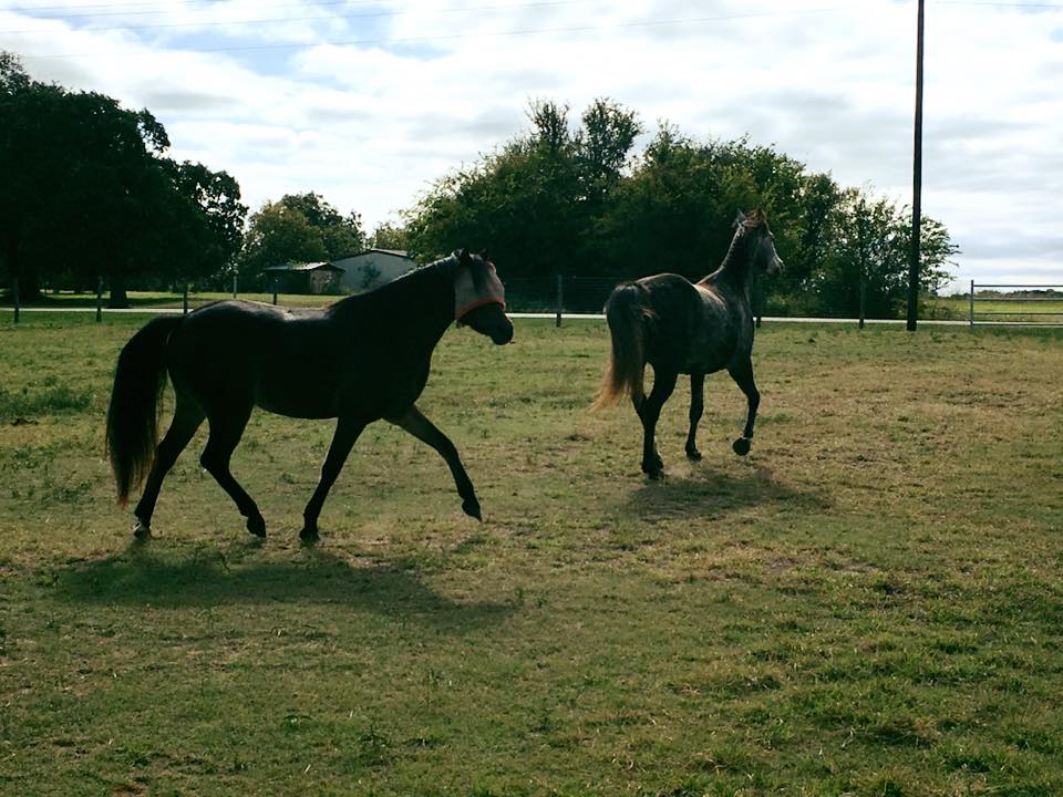 Congratulations to Lauren Massey!... - Kickapoo Ponies Texas