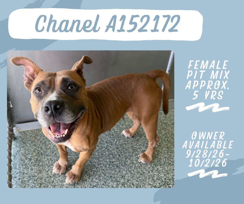 Chanel A152172 Owner