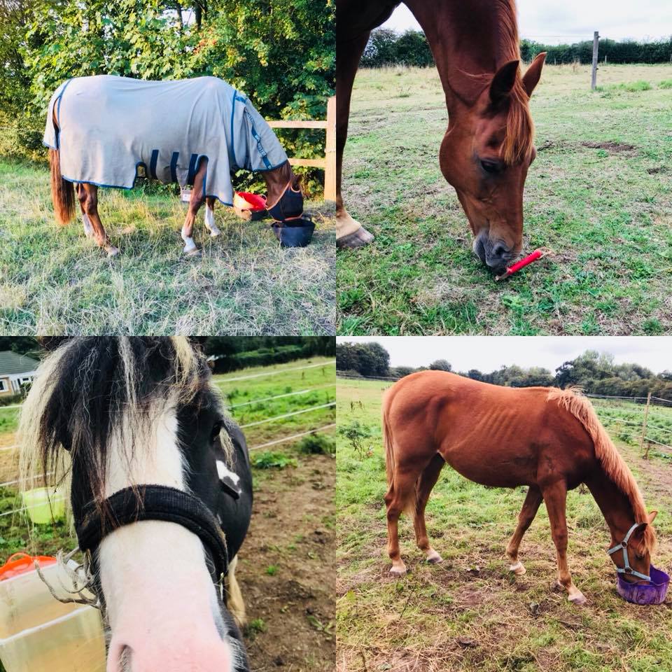 Laura Smiths Equine Services More holiday cover, had these lovely 4