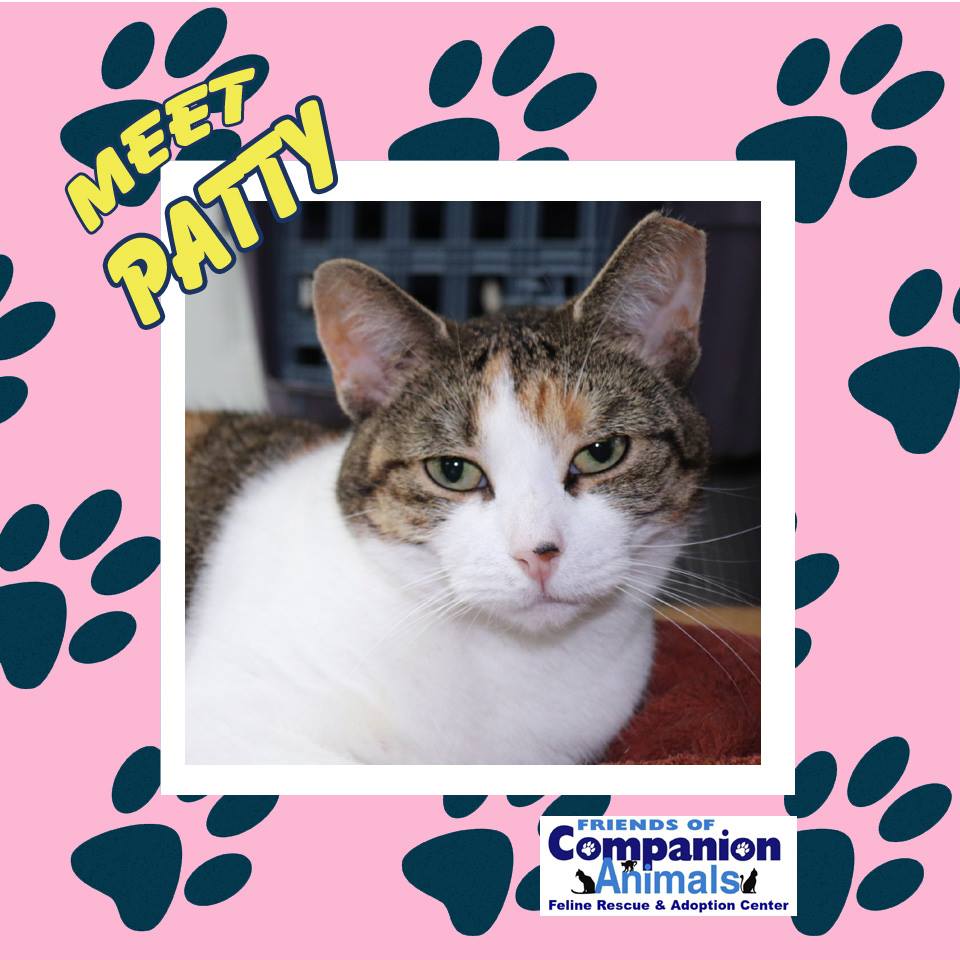 Patty, a four year old feline, is a friendly girl but she can be shy ...