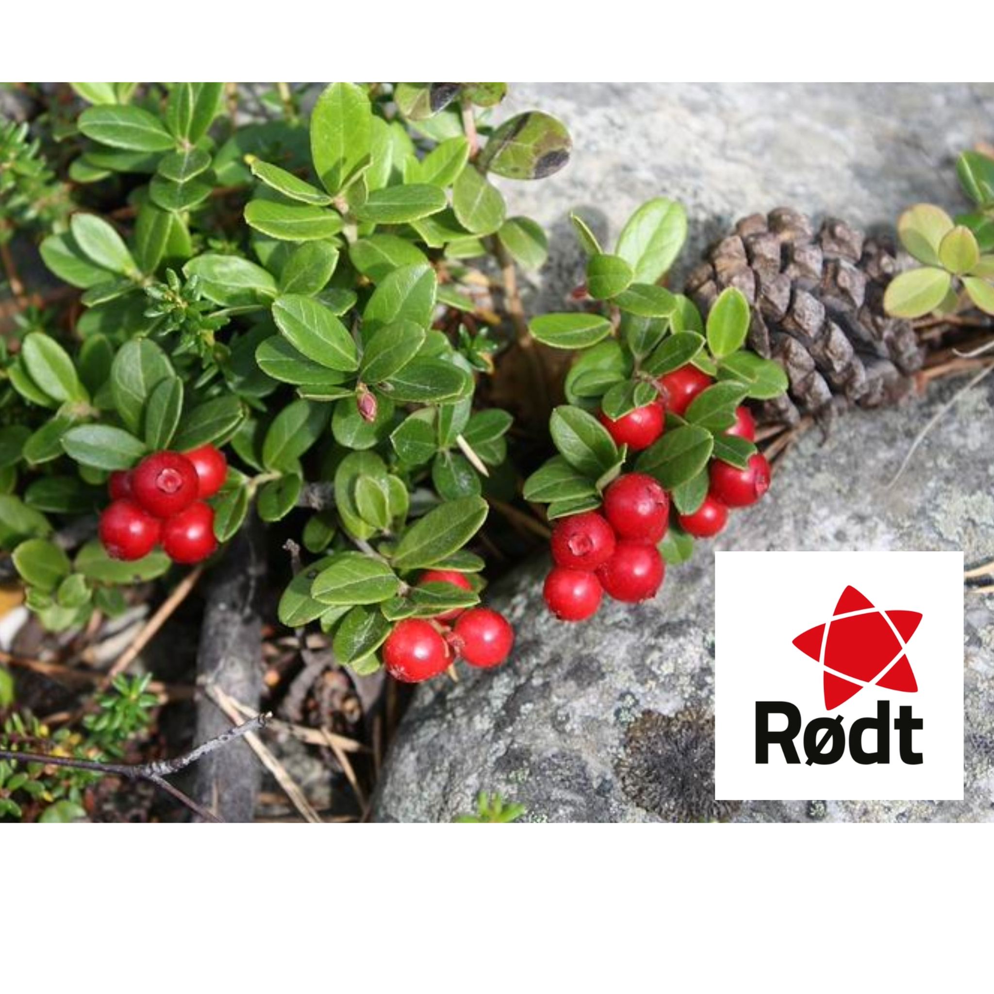 Rødt Innlandet | Hamar