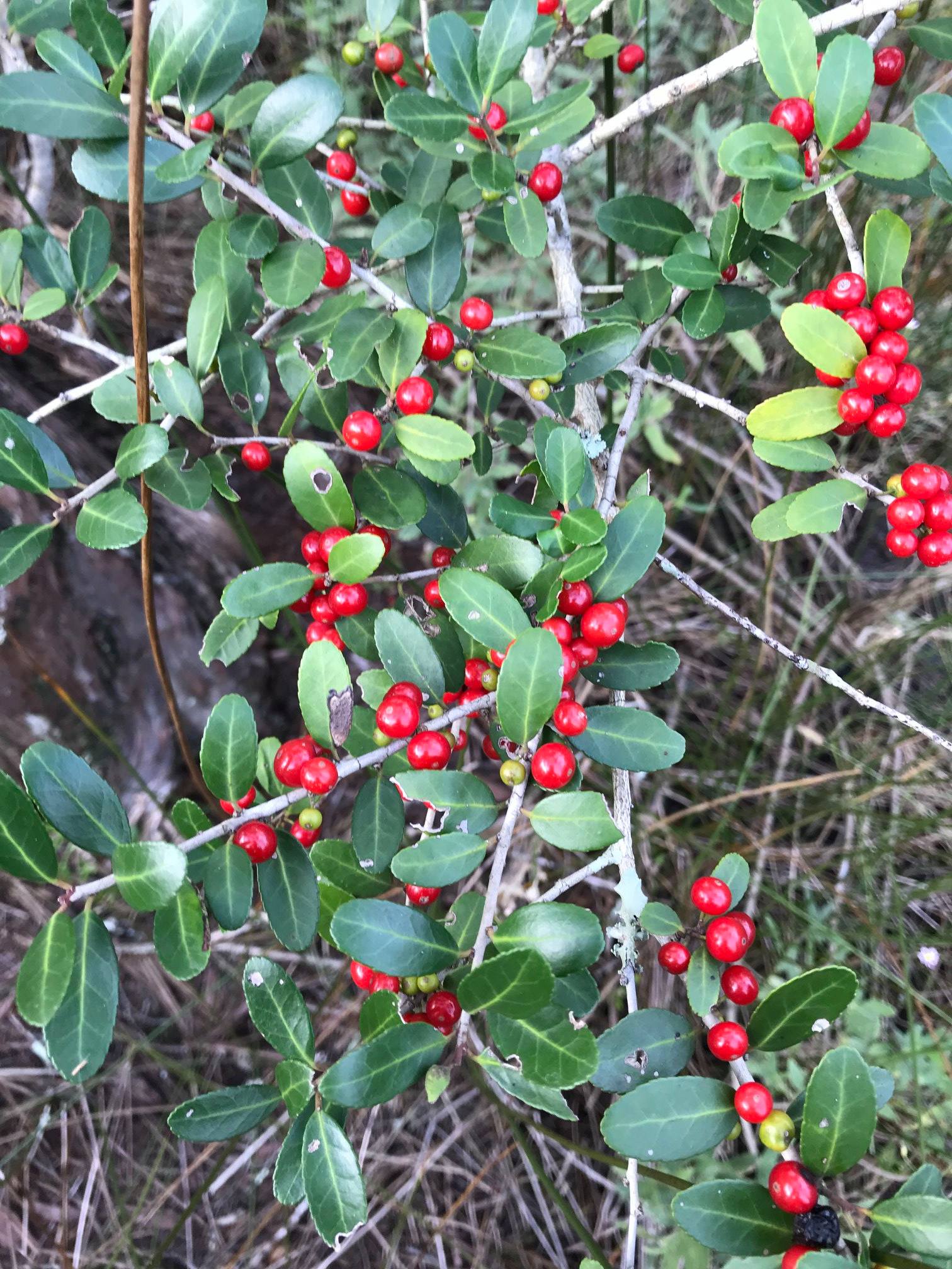 Did you know that Yaupon Holly is the... - Bluebird Pharmacy