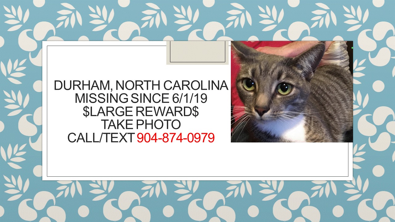 Lost Cats South Carolina - #Gus is lost! Have you seen him? #LOSTCAT # ...