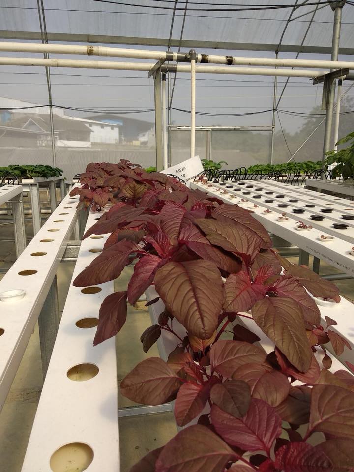 Sprout Life Farm