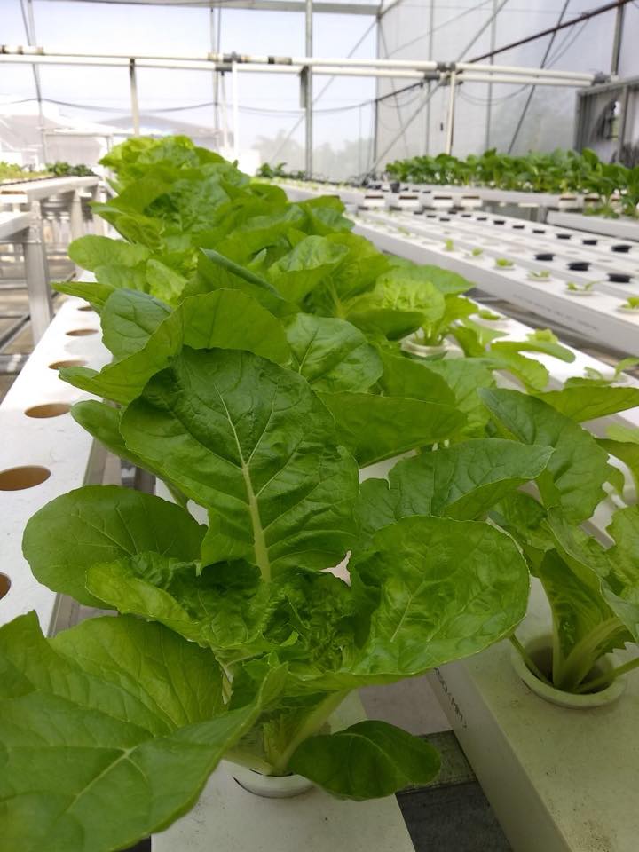 Sprout Life Farm