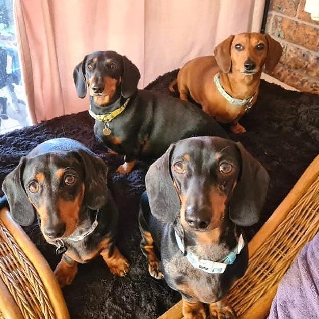 VIP Dog Club - The sausage gang! #vipdogs #vipdogclub...