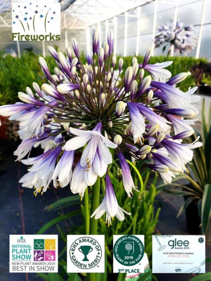 the-aloe-farm-agapanthus-fireworks-winner-of-4