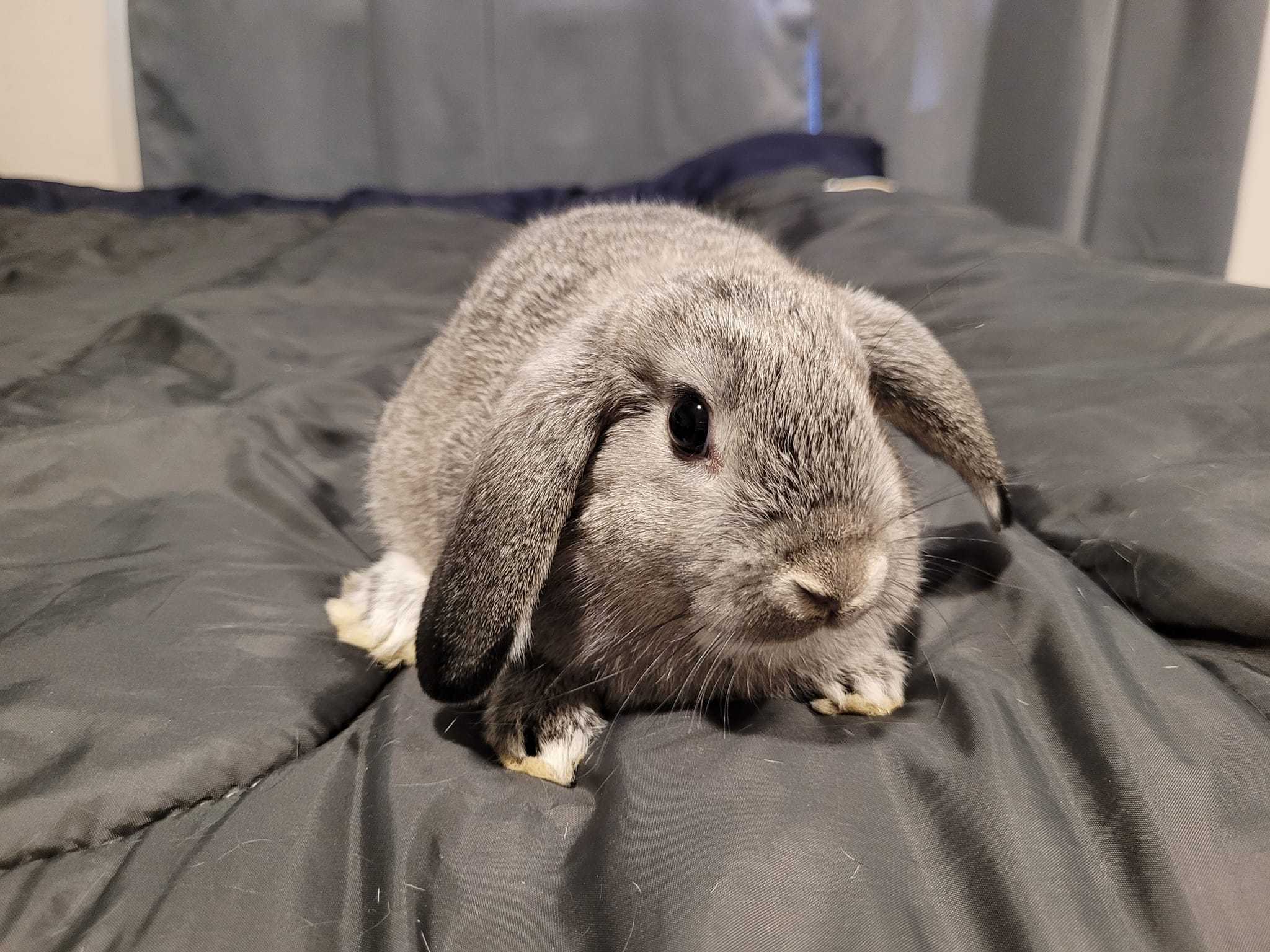 Skeena River Rabbits | Terrace BC