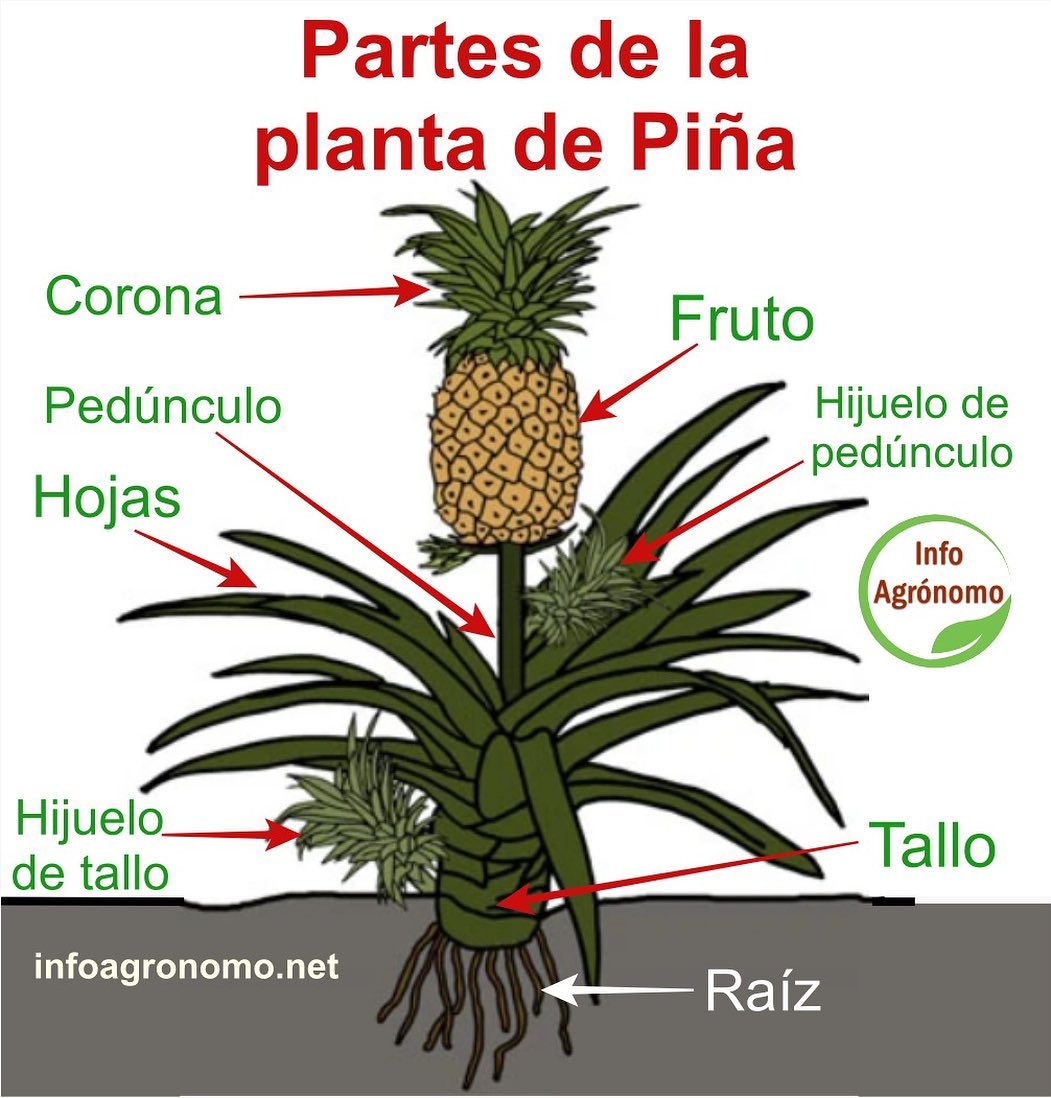 InfoAgronomo - Partes de la planta de #Piña Guía de... | Facebook