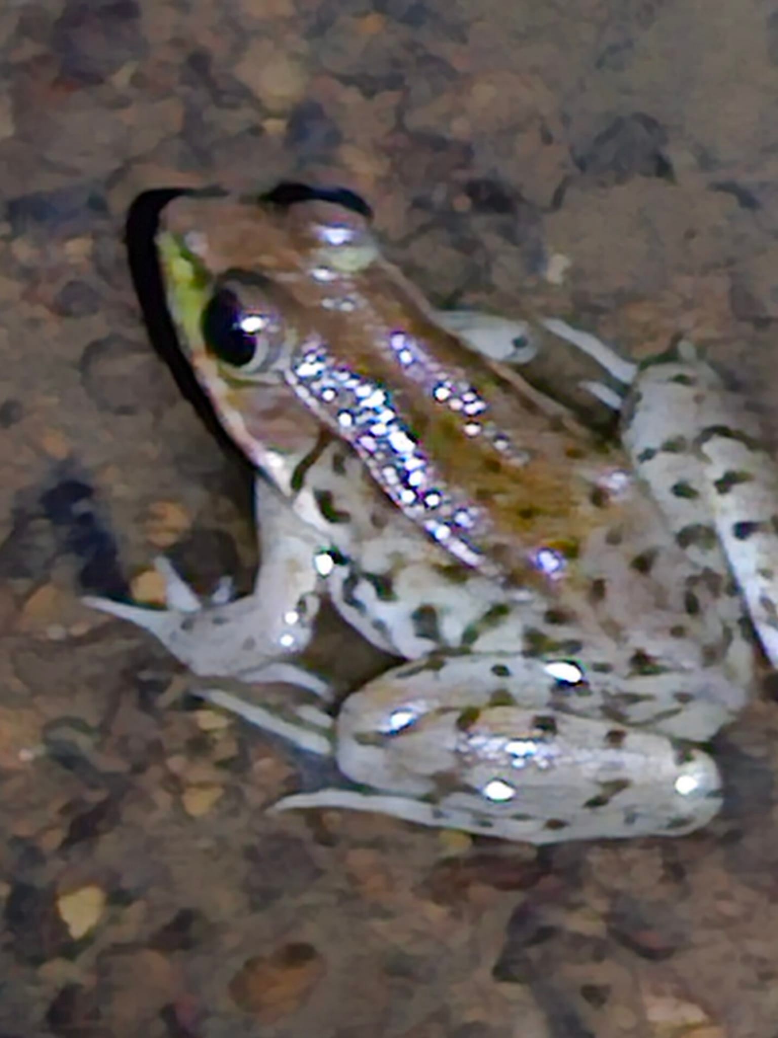 lithobates clamitans melanota (Northern Green Frog) — the blue mutant 