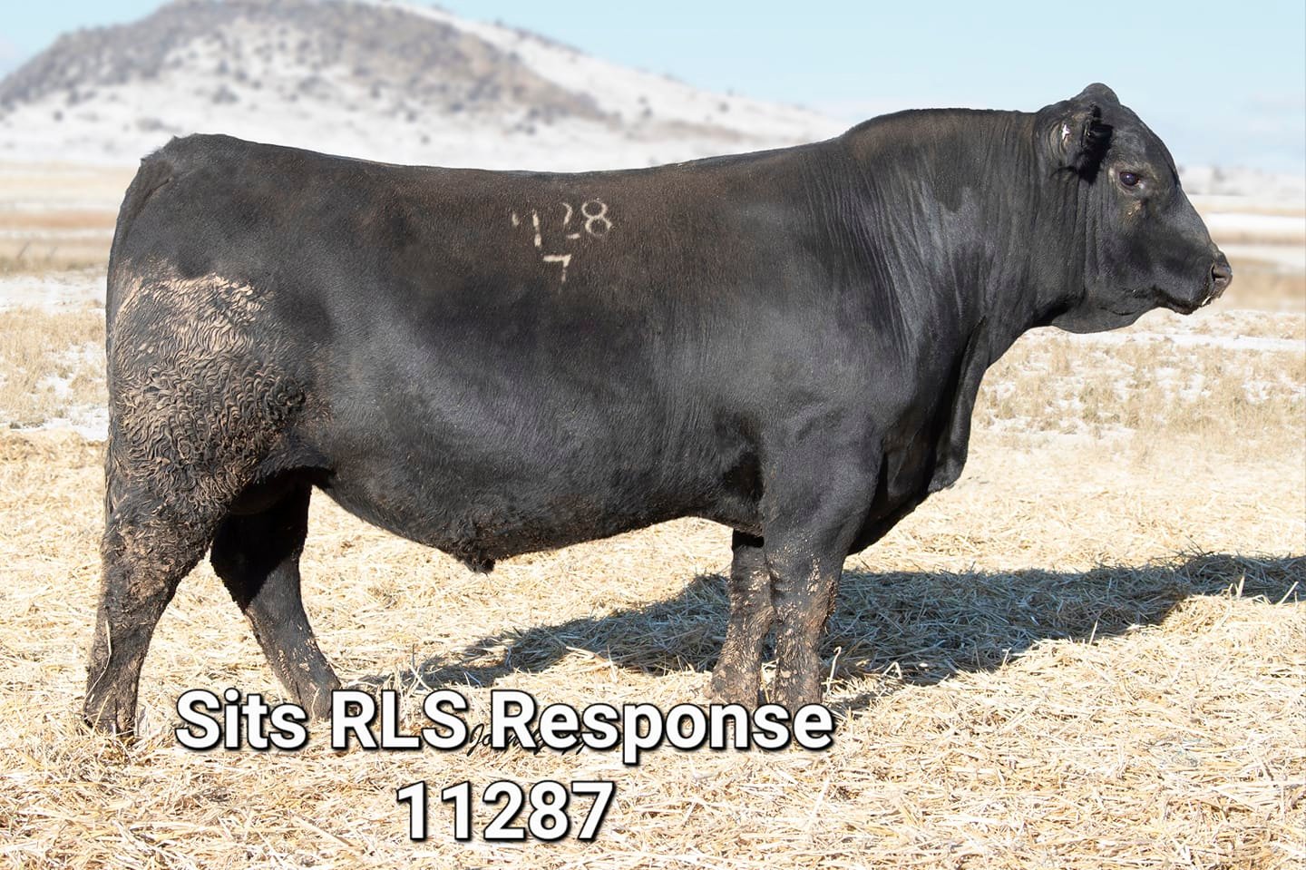 Ward Angus Ranch | Logan UT
