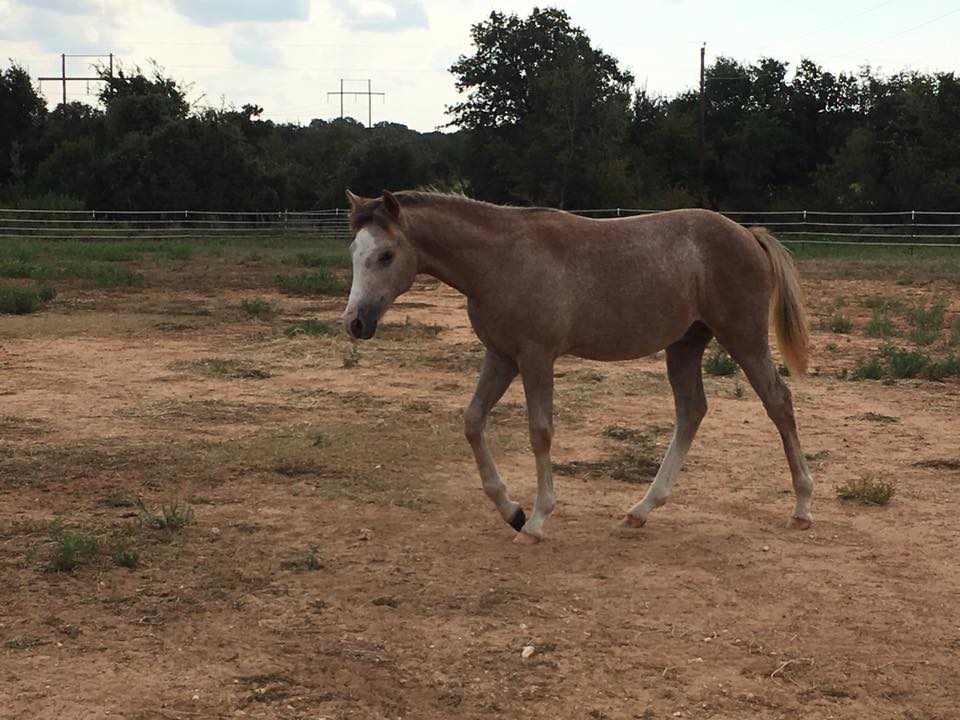 Kickapoo Ponies Texas added a new... - Kickapoo Ponies Texas