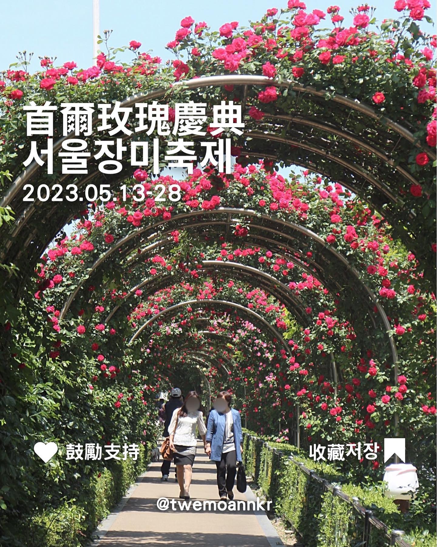 [2023 首爾玫瑰慶典 서울장미축제]... - 台灣安姨的韓國安居日常 대만 이모앤의 한국 life | Facebook