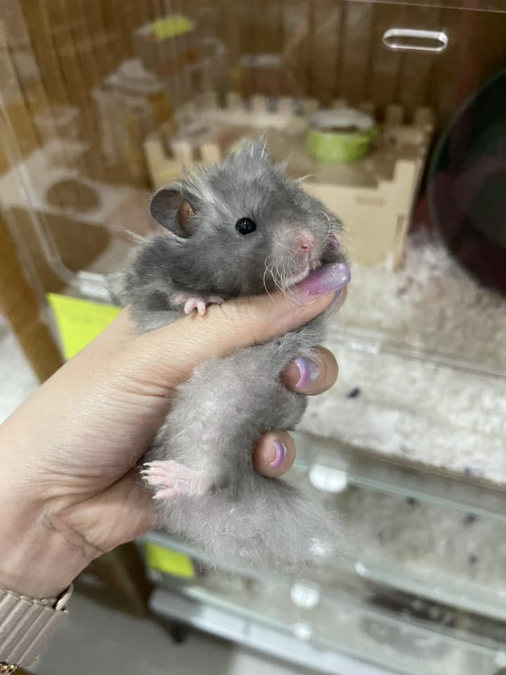 TOMO Hamster Farm โทโมะฟาร์ม