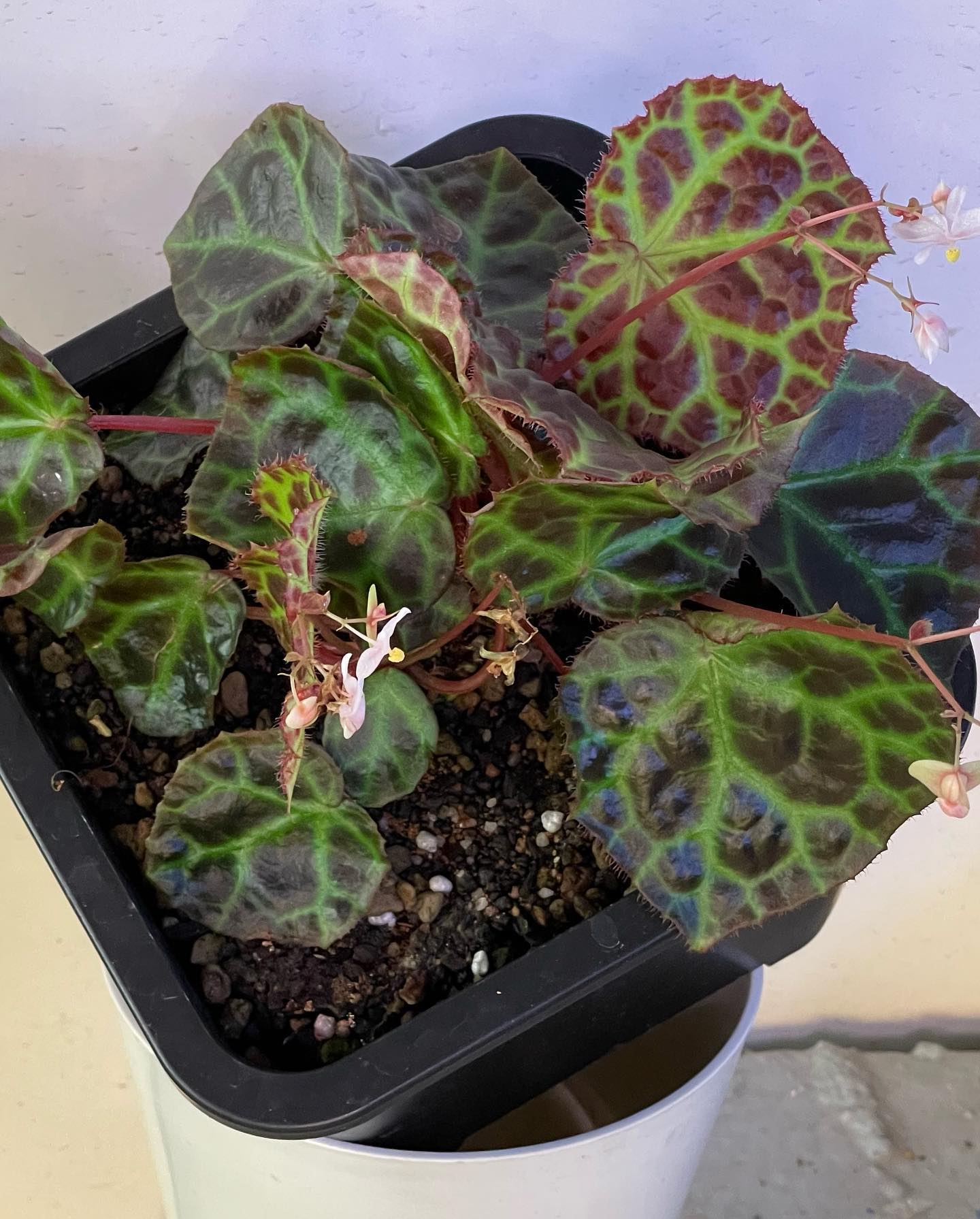 begonia rajah one of the... - Aquarist Chamber Pte. Ltd.