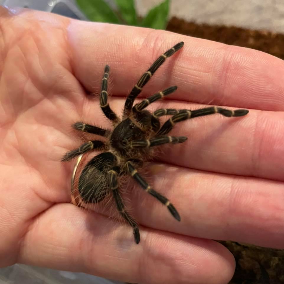 Did you know that tarantulas... - Sunset Wildlife Connection | Facebook