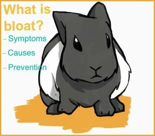 Bloat Bloat is caused when gas... - El Salvador Rabbitry