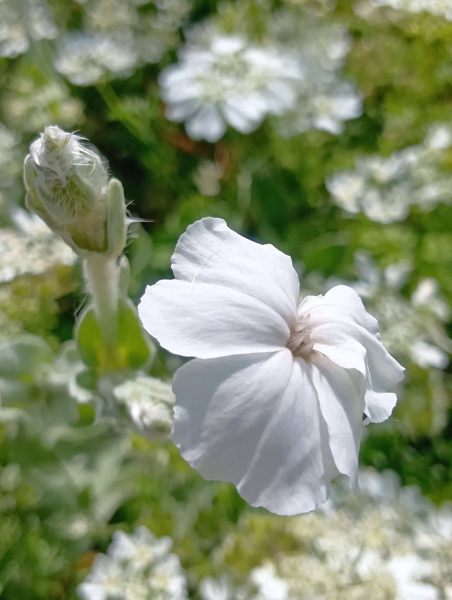 こんにちは ビロードのような葉っぱの白いお花 名前が思い出せません