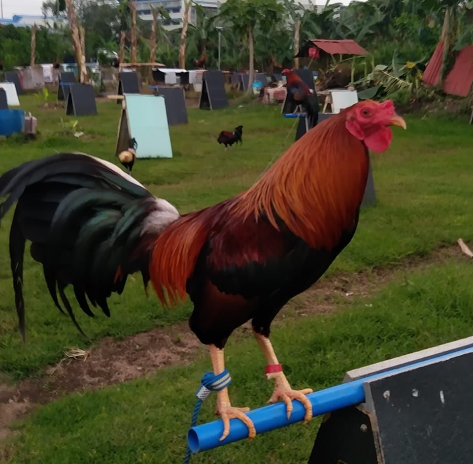 B-Gran Game Farm | Imus