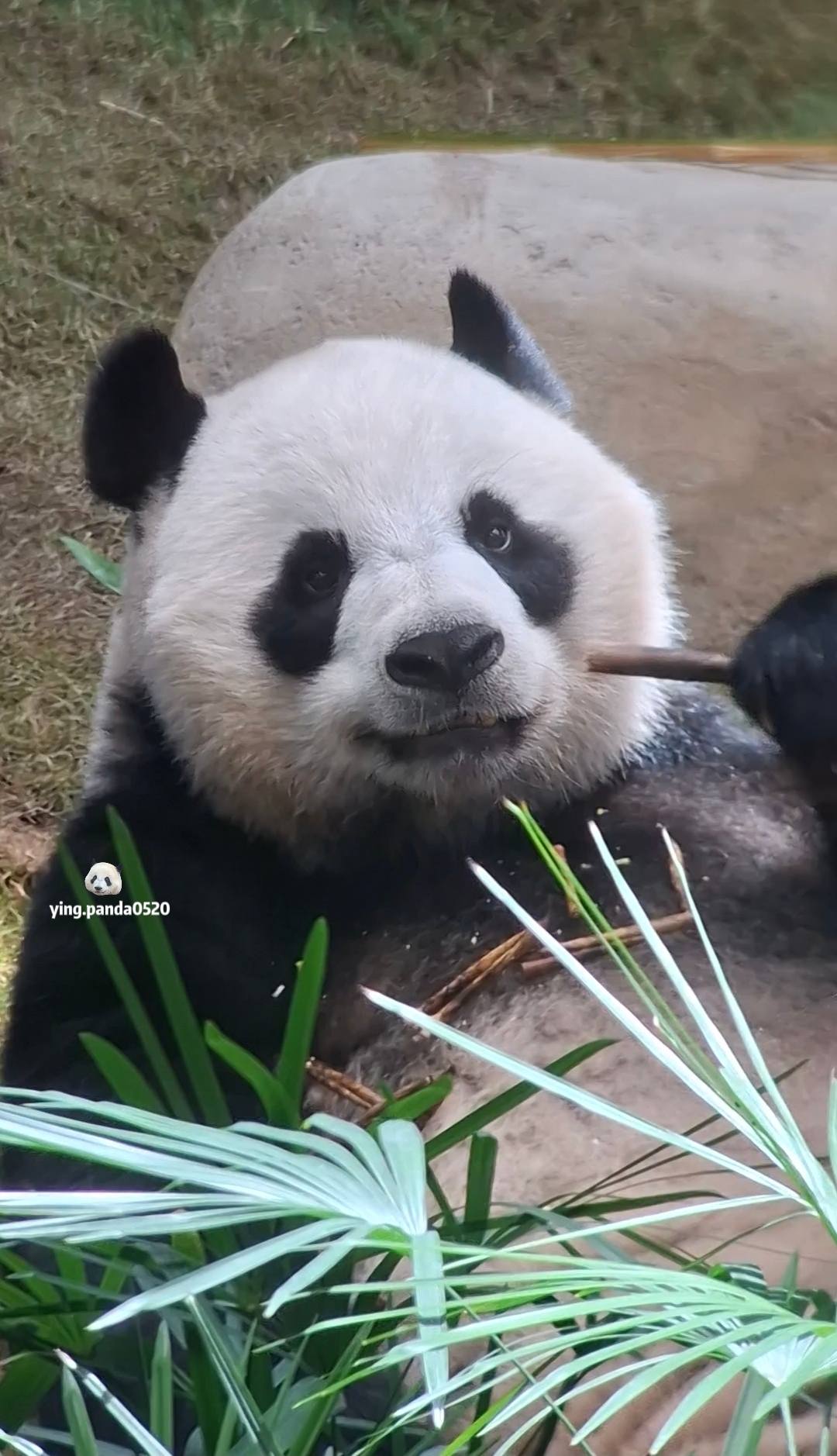 Super cute An An