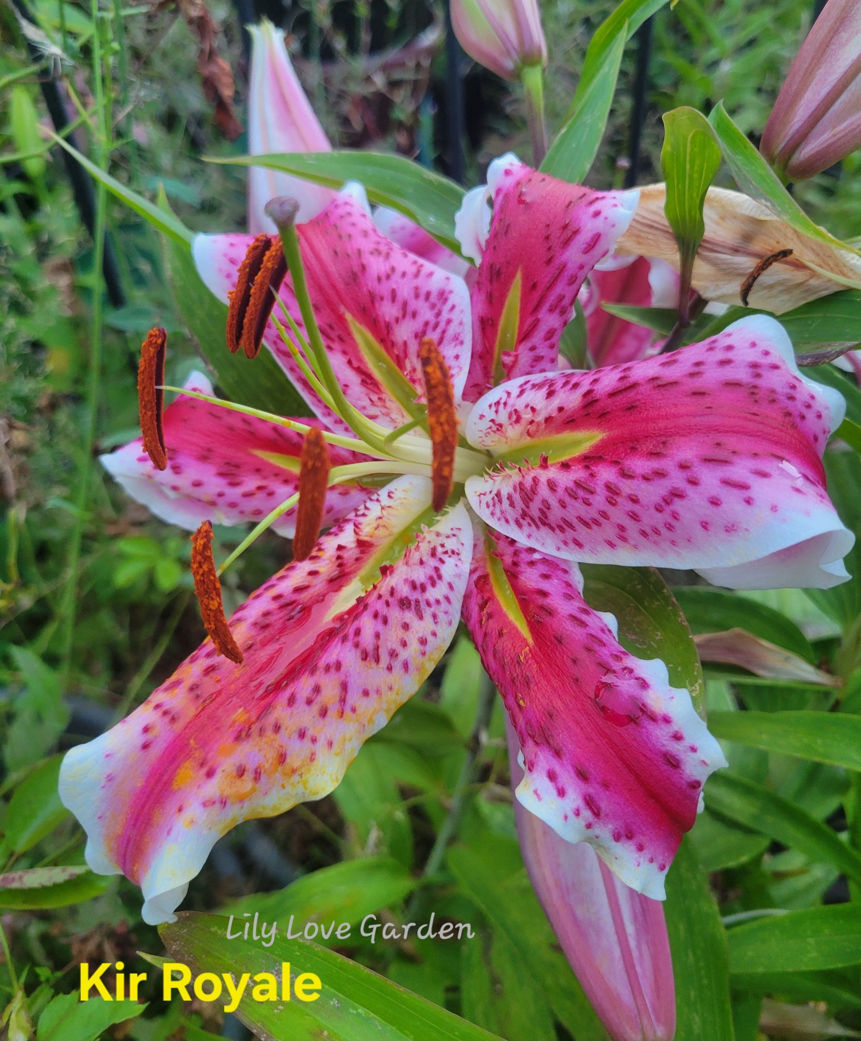 💕 Hulk Double #lilyflowers #asiatic #asiaticlily #asiaticlilies