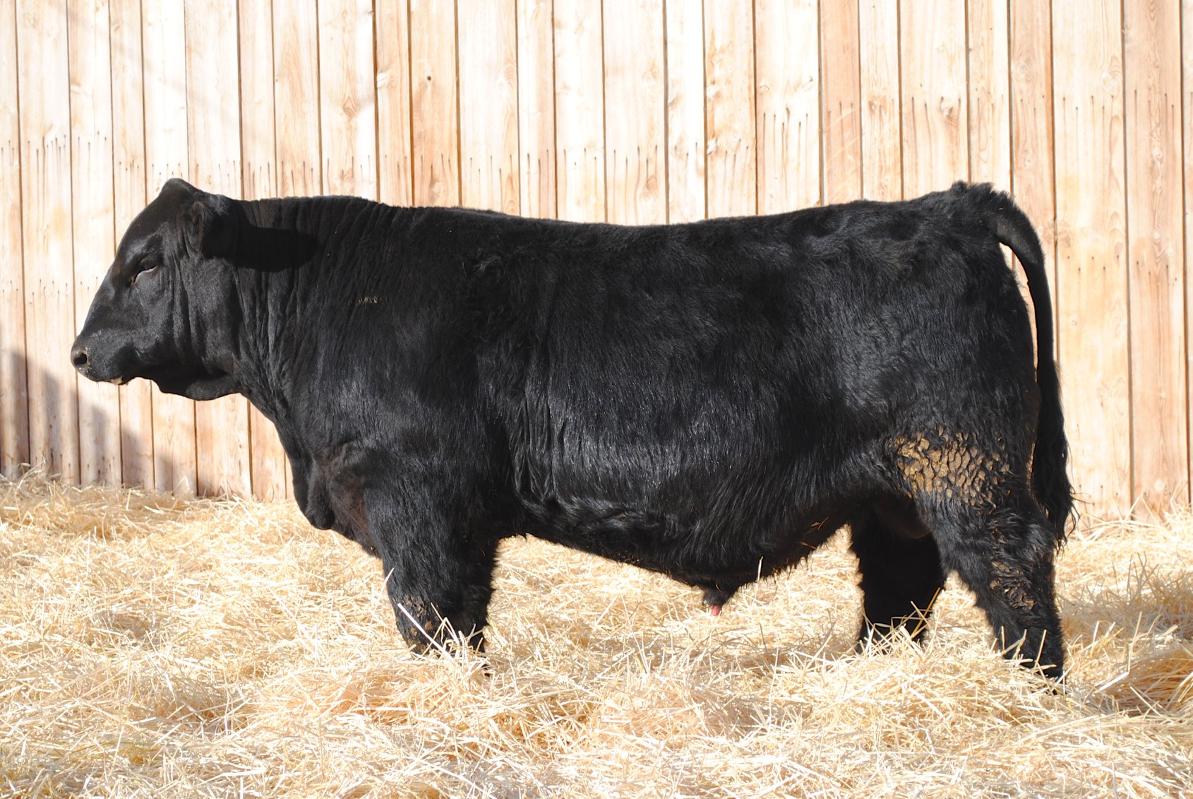 Open Gate Ranch Simmental... - Open Gate Ranch Simmental
