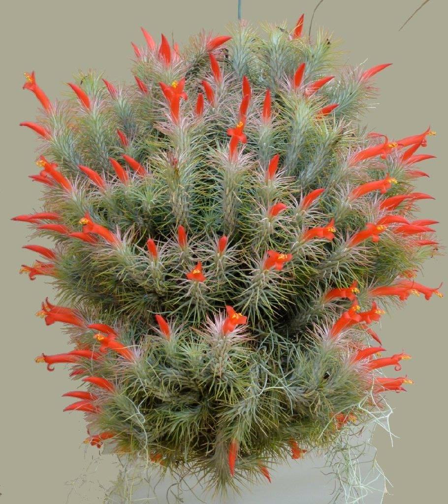 Tillandsia Domingo's Funckiana. One of my favorites.