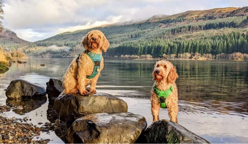 West of Scotland Cockapoos | Glasgow