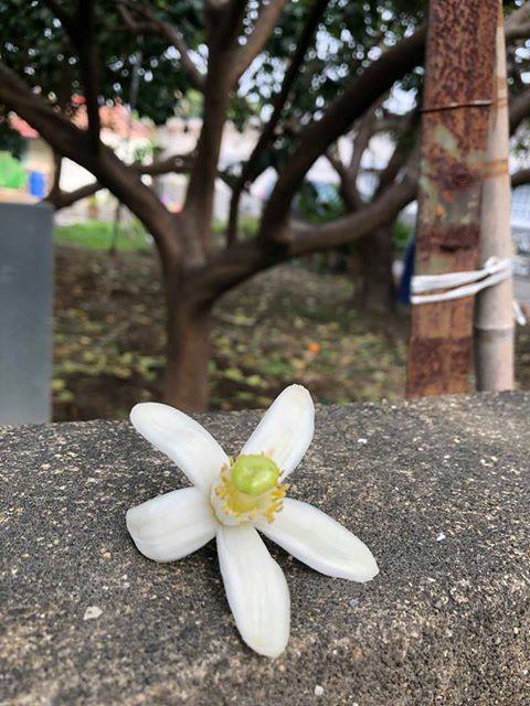 台南旅遊 原來柚子花長這樣大家都知道 麻豆文旦的好滋味 但你是否曾想過柚子樹開花的樣子呢 Facebook