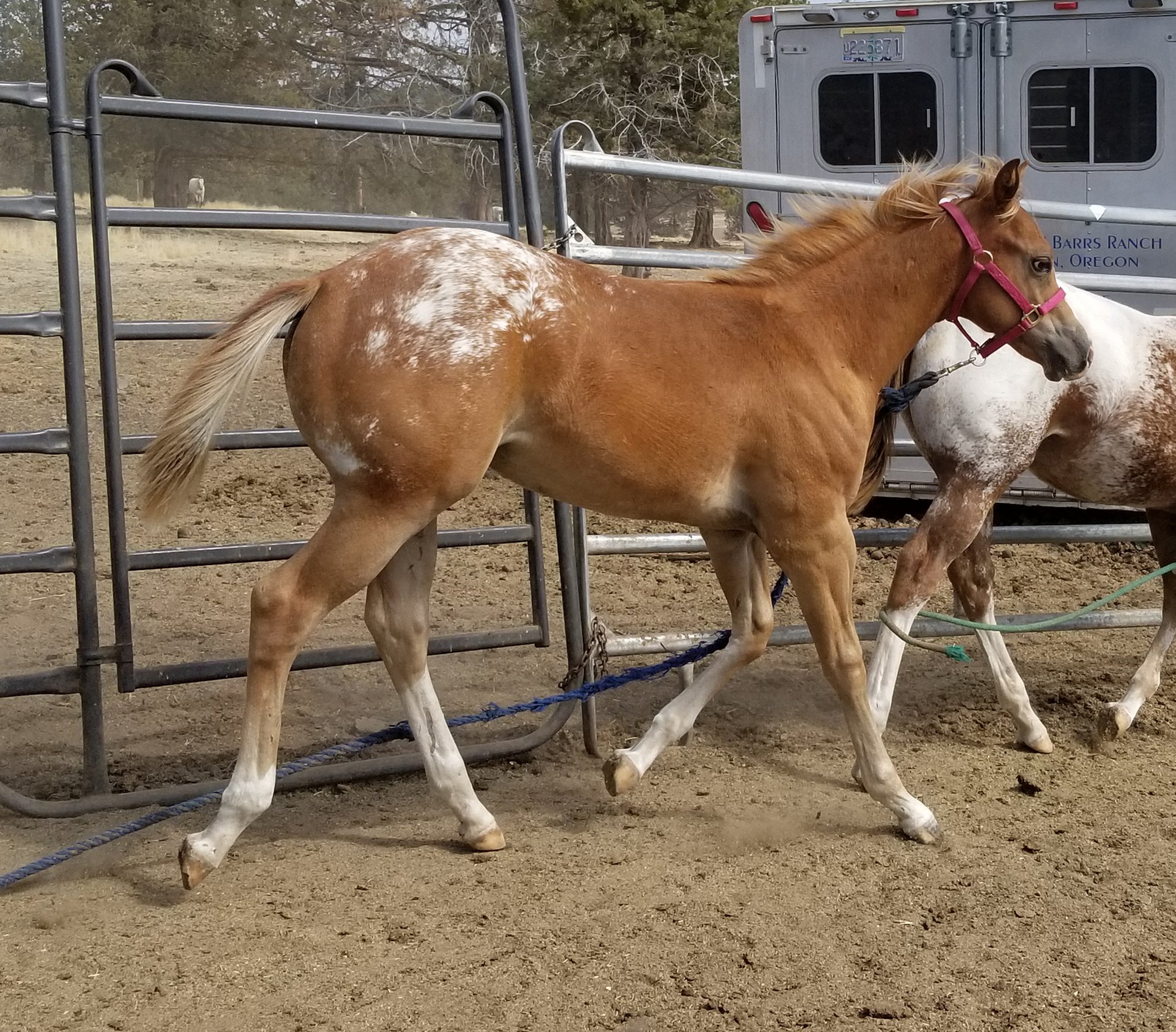 Lo-Le 2 Barrs Ranch | Malin OR