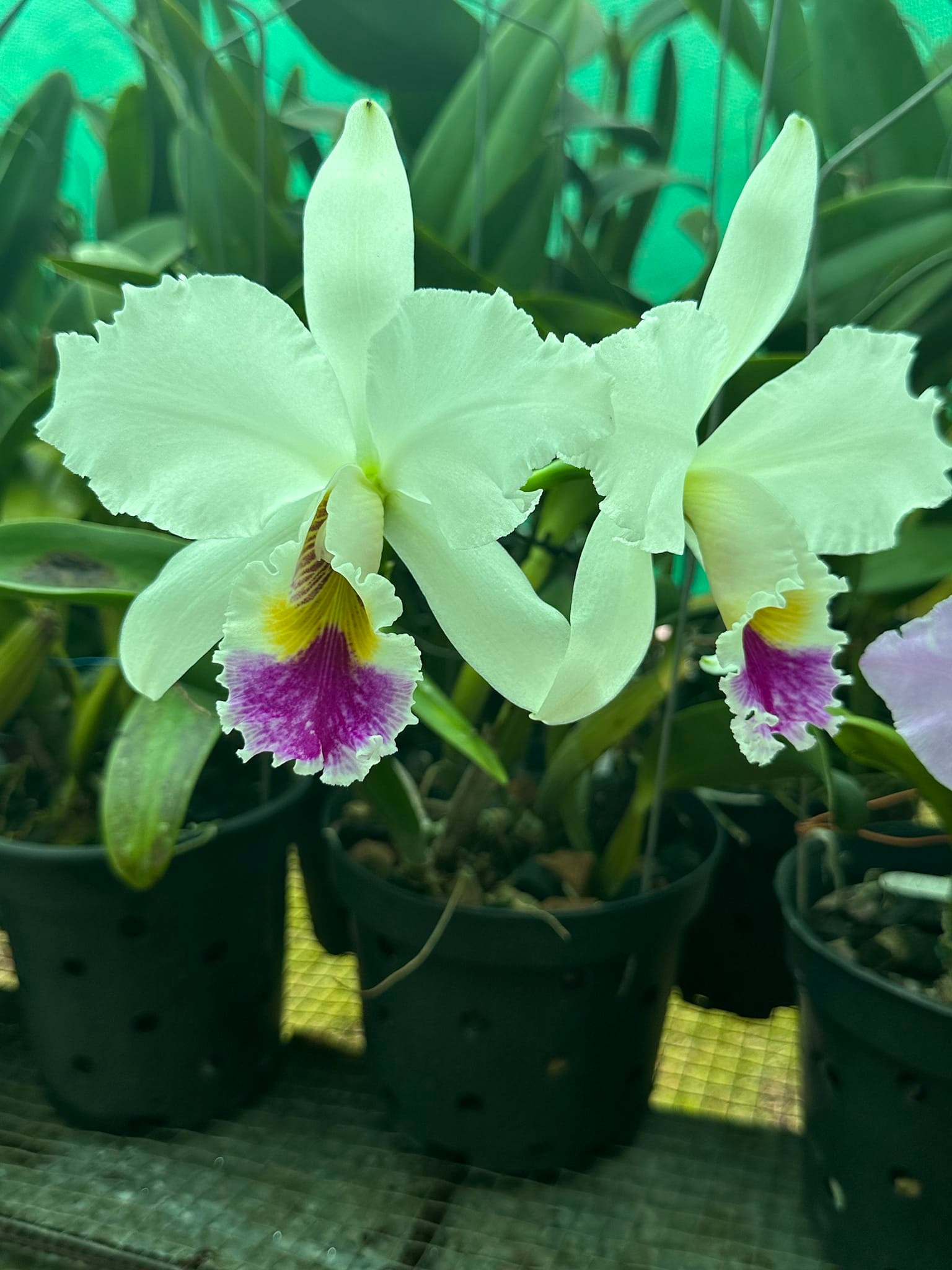 Semi-alba C Gaskelliana orchid