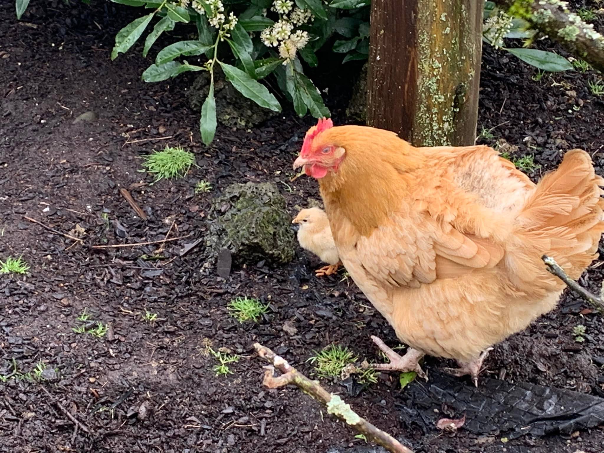 Shervey Ranch | Oregon City OR