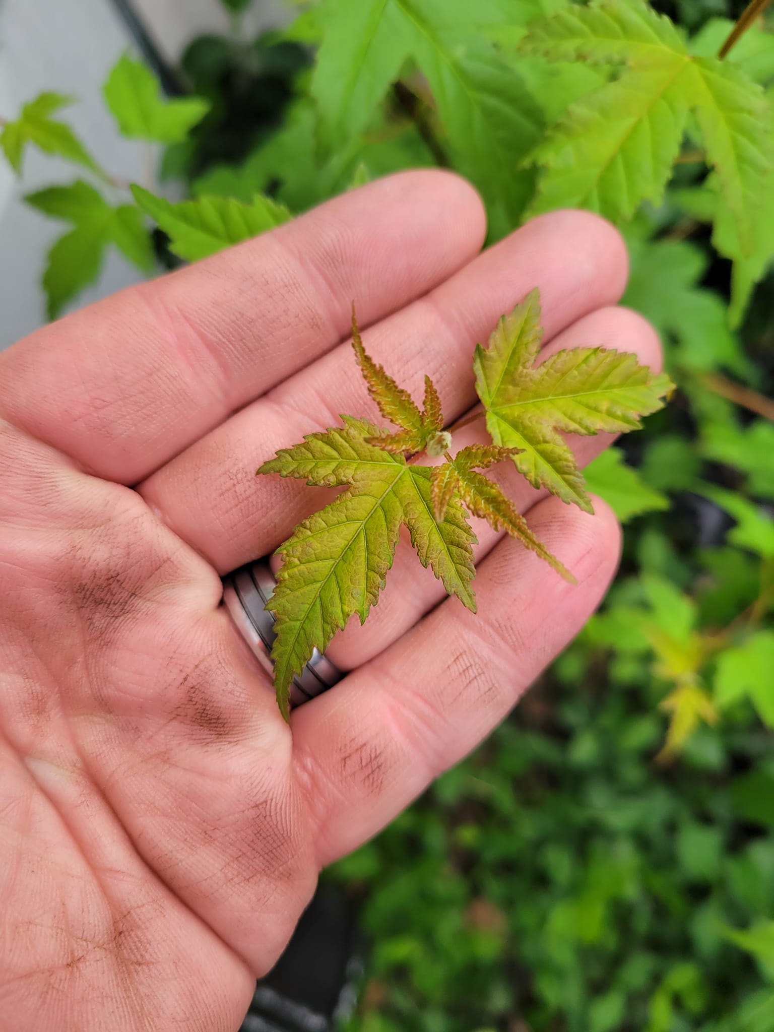 Japanese maple recommendations for Saint Louis MO