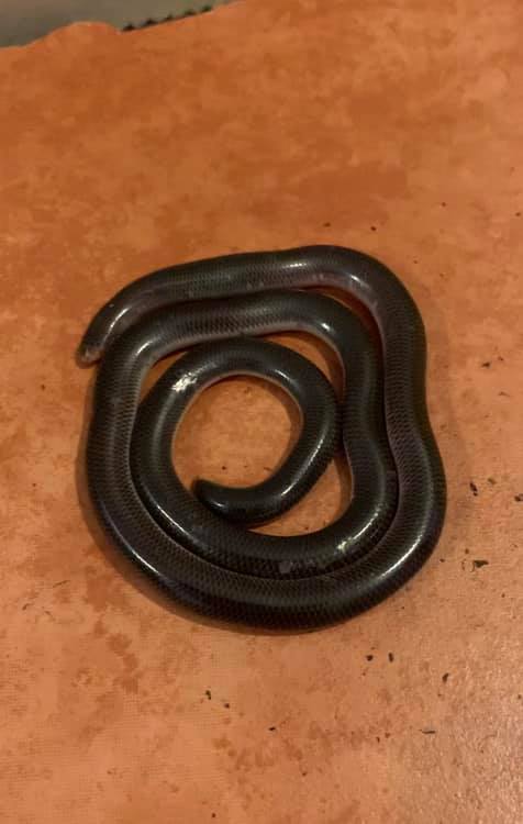 Northern Rivers Snake Catcher