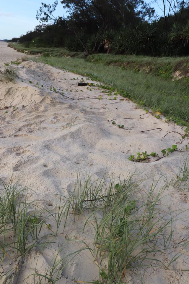 Hi... - NSW TurtleWatch - Citizen Science Nesting Program