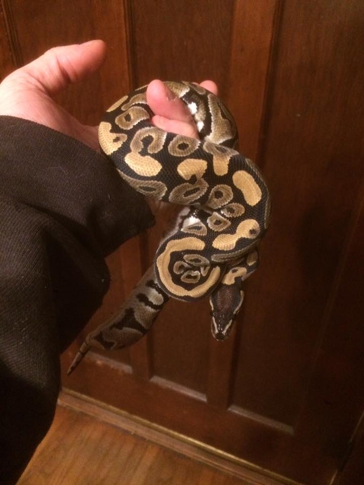 Beautiful Mystic Ball Python female... - Iowa Family Pythons