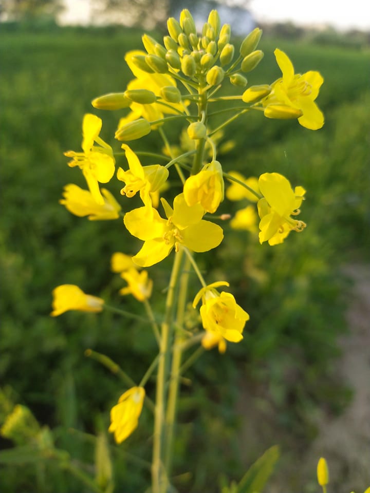 Layyah Farming | Facebook
