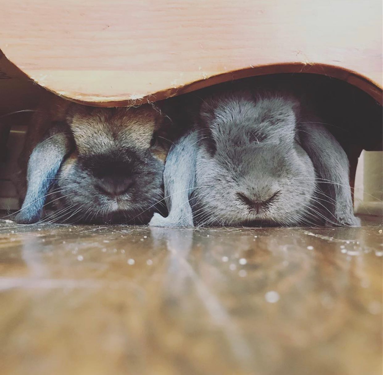 Can anyone name the adopted... - Hug-a-Bunny Rabbit Rescue